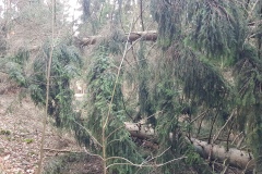 Sturmschäden im Deister (Region Hannover)