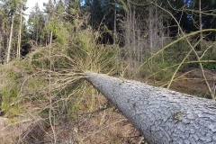 Sturmschäden im Deister (Region Hannover)