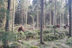 Sturmschäden im Deister (Region Hannover)