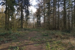 Sturmschäden im Deister (Region Hannover)