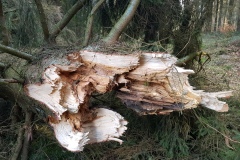 Sturmschäden im Deister (Region Hannover)