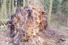 Sturmschäden im Deister (Region Hannover)
