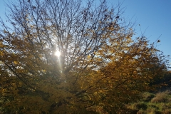 Spätsommer im Oktober - Region Hannover