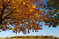 Spätsommer im Oktober - Region Hannover